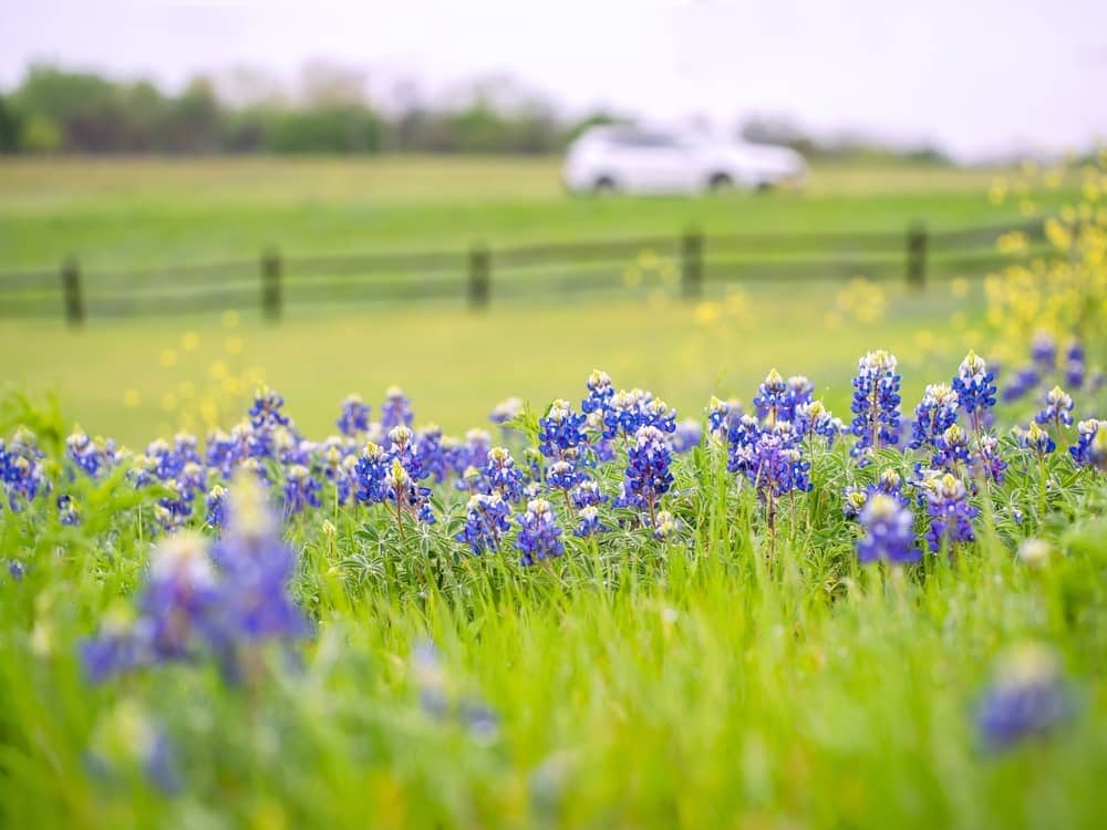 Small Towns in Texas - bluebonnet field near Bullard countryside