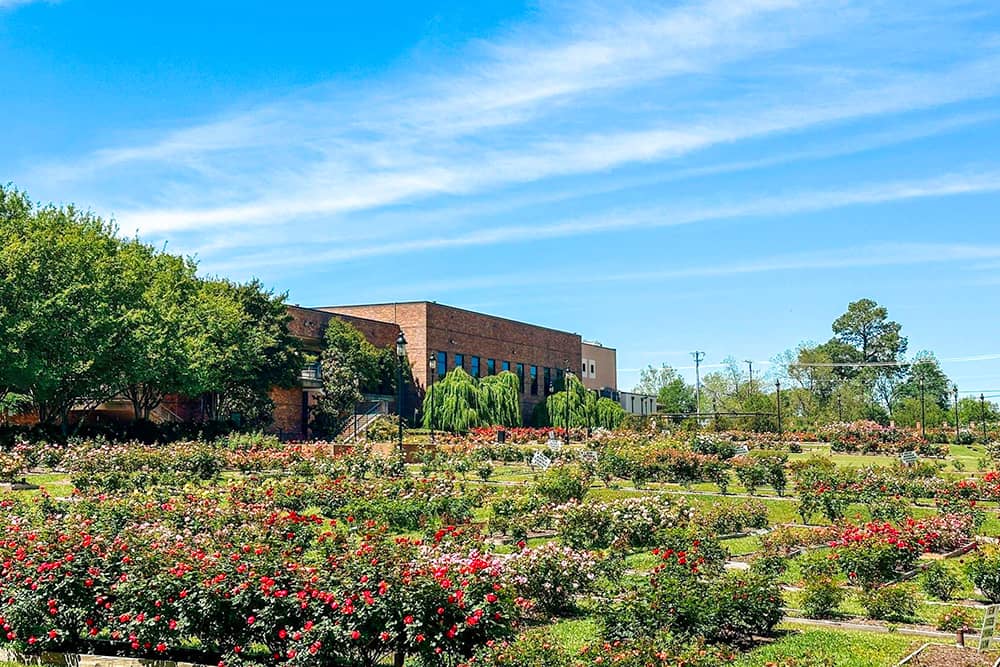 Blooming roses at the Tyler Municipal Rose Garden in Tyler Texas